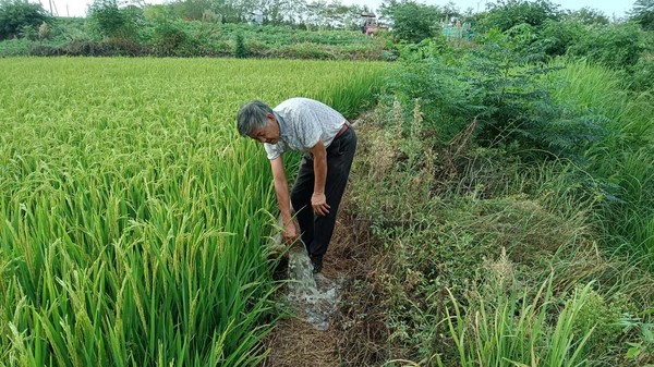 界牌集镇抽水灌溉抗旱保苗.jpg